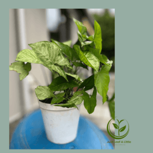 Syngonium podophyllum (in 20cm plastic pot)