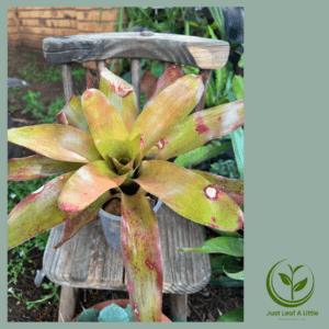 Neoregelia pascoaliana (Bromeliad)