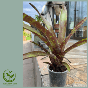 Billbergia ‘El Capitan’ (Bromeliad)
