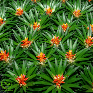Bromeliads