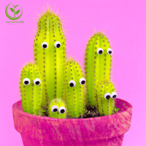 Cacti