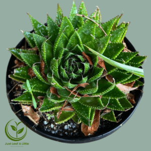 Haworthia