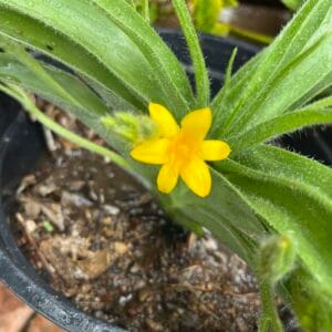 Hypoxidaceae (African Potato)