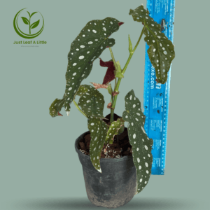 Begonia Maculata ("Polka Dot" Begonia)