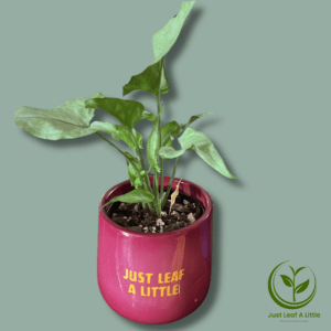 Syngonium 'Ngern Lai Ma' (includes pot)