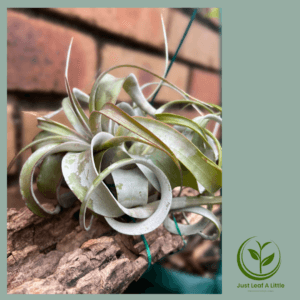 Tillandsia Xerographica