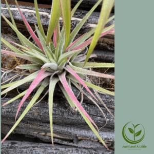 Tillandsia brachycaulos