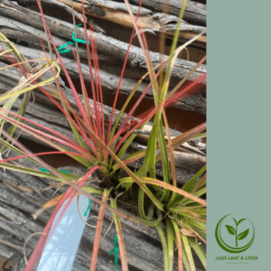 Tillandsia fasciculata