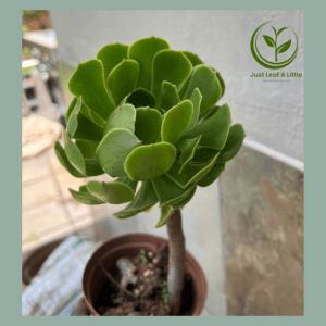 Aeonium aboreum (tree aeonium, tree houseleek, Irish rose)