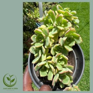 Aeonium haworthii (Haworth's aeonium or Pinwheel)