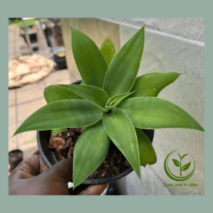 Agave attenuata (Agave Foxtail)