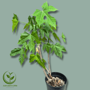 Chaya (Tree spinach)