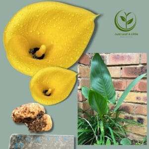 Zantedeschia pentlandii Bulbs (Deep Yellow Arum Lily)