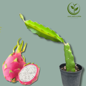 Dragon fruit