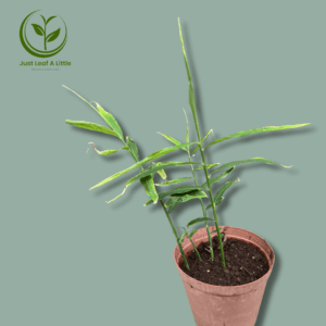 Zingiber officinale (Edible Ginger)