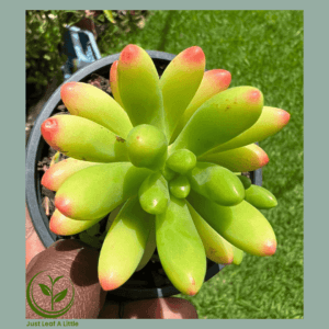 Sedum Rubrotinctum (Jelly Bean plant)