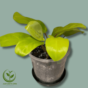 Philodendron "Golden Emerald"