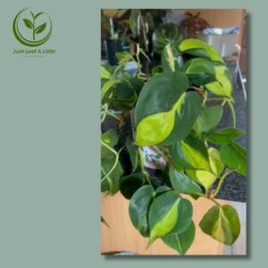 Philodendron brasil