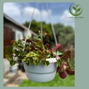 Plecranthus (Spur flower)