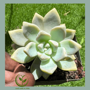 Echeveria glauca (Rock Rose)
