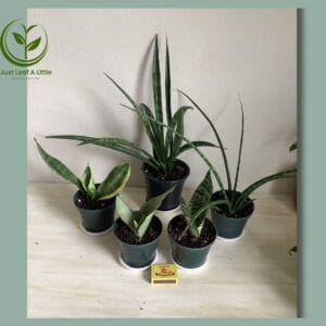 Sansevieria (Mother-in-Law's Tongue) Combo