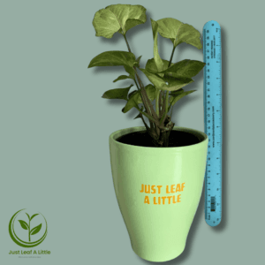 Syngonium podophyllum (in Ceramic Pot)