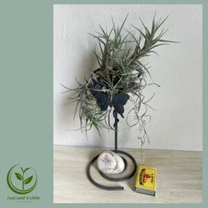 Tillandsia bergeri (with stand)