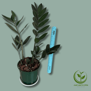 Zamioculcas zamiifolia (ZZ plant)