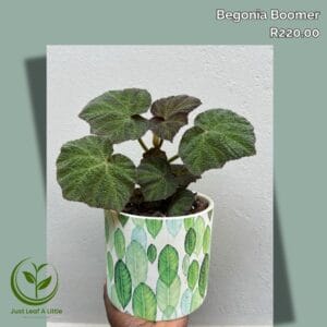 Begonia "Boomer" (incl pot)