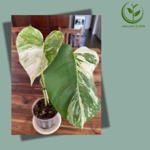 Variegated Monstera