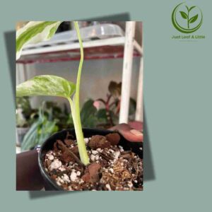 "Teenaged" Variegated monstera