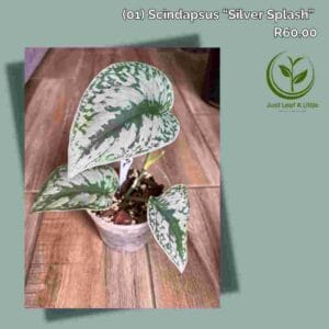 Scindapsus "Silver Splash"