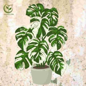 Variegated Monstera