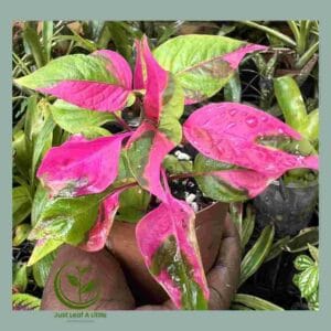 R28.00 Plant Specials!