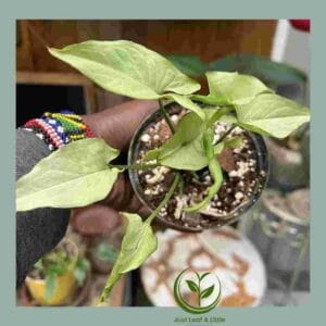 R28.00 Plant Specials!