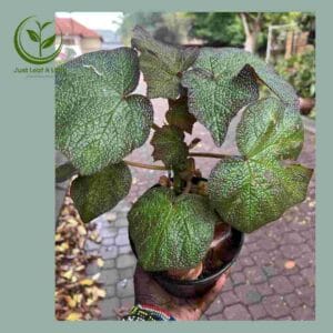 R28.00 Plant Specials!