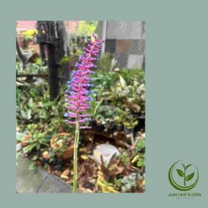 R28.00 Plant Specials!