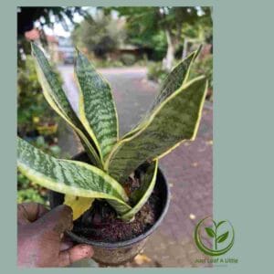 R28.00 Plant Specials!