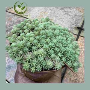 R28.00 Plant Specials!