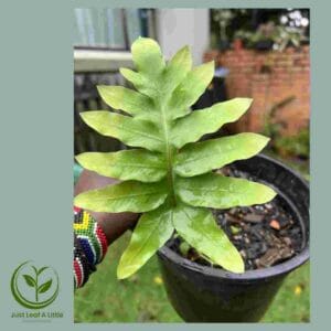 R28.00 Plant Specials!