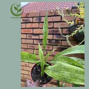 R28.00 Plant Specials!