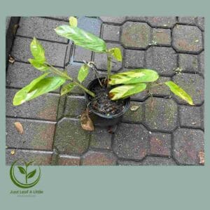 R28.00 Plant Specials!