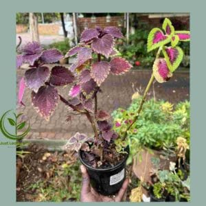 R28.00 Plant Specials!